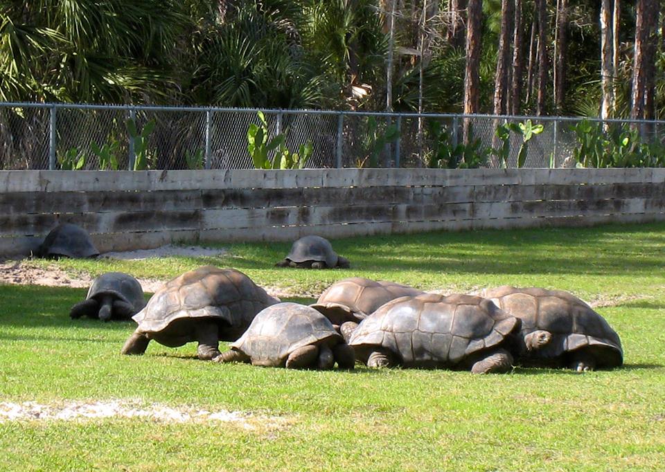 Aldabra Breeders
