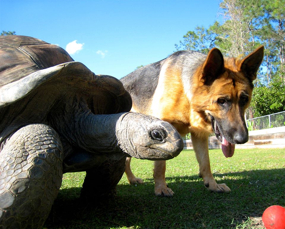 Aldabra Breeders