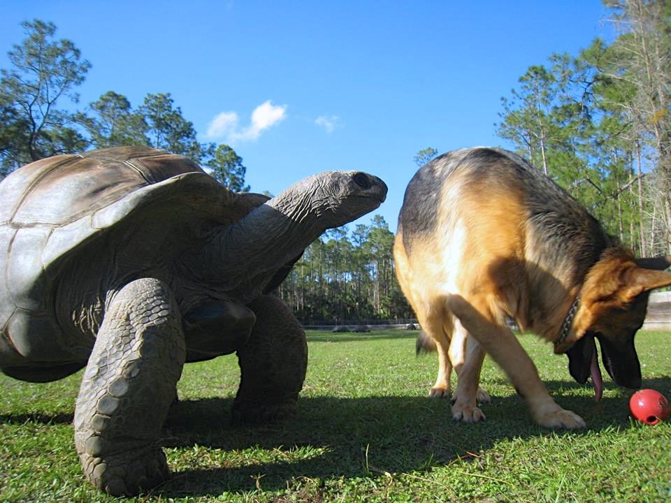 Aldabra Breeders