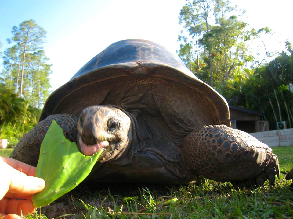 Aldabra Breeders