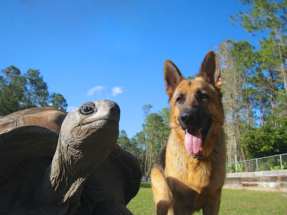 Aldabra Breeders