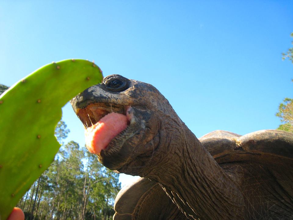 Aldabra Breeders