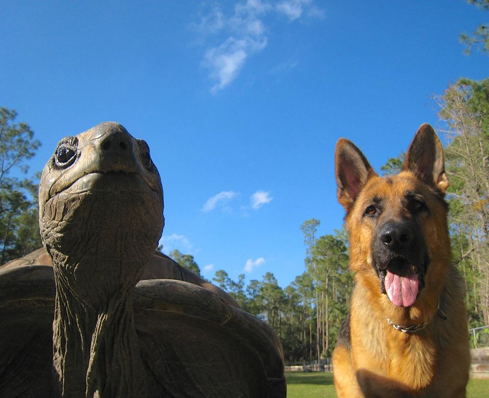 Aldabra Breeders