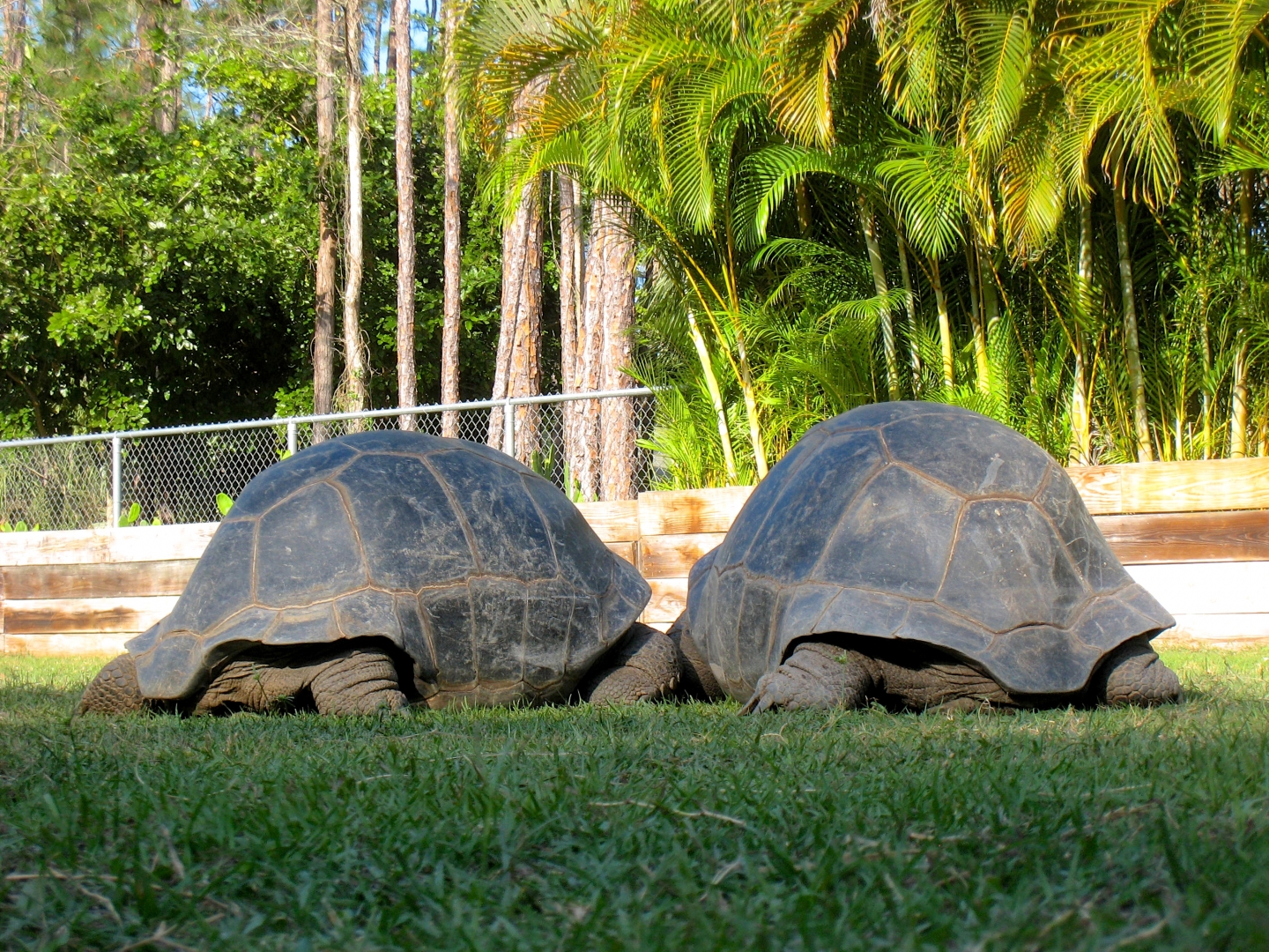 Aldabra Breeders