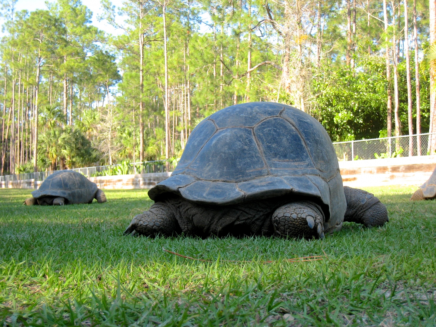 Aldabra Breeders