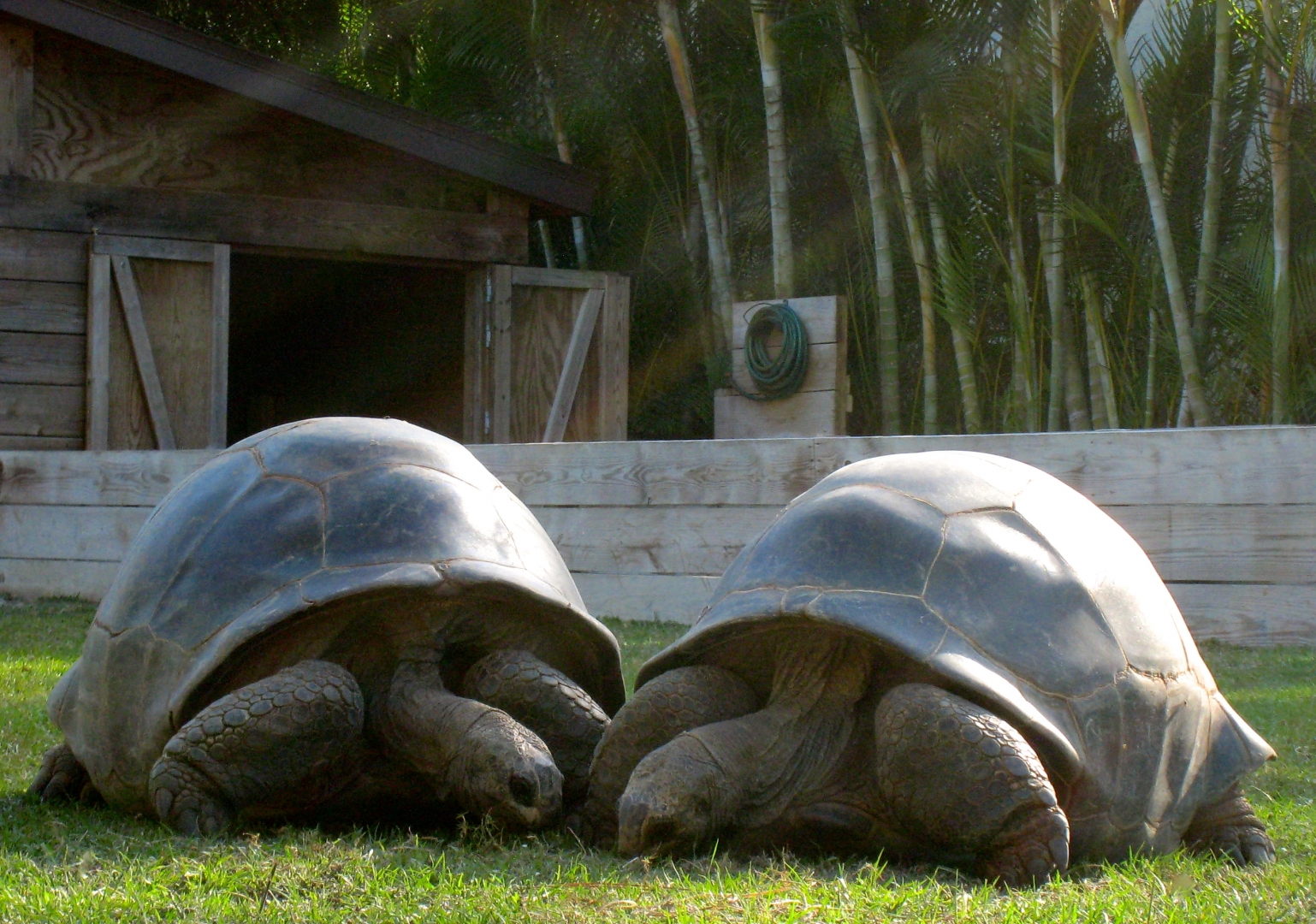 Aldabra Breeders