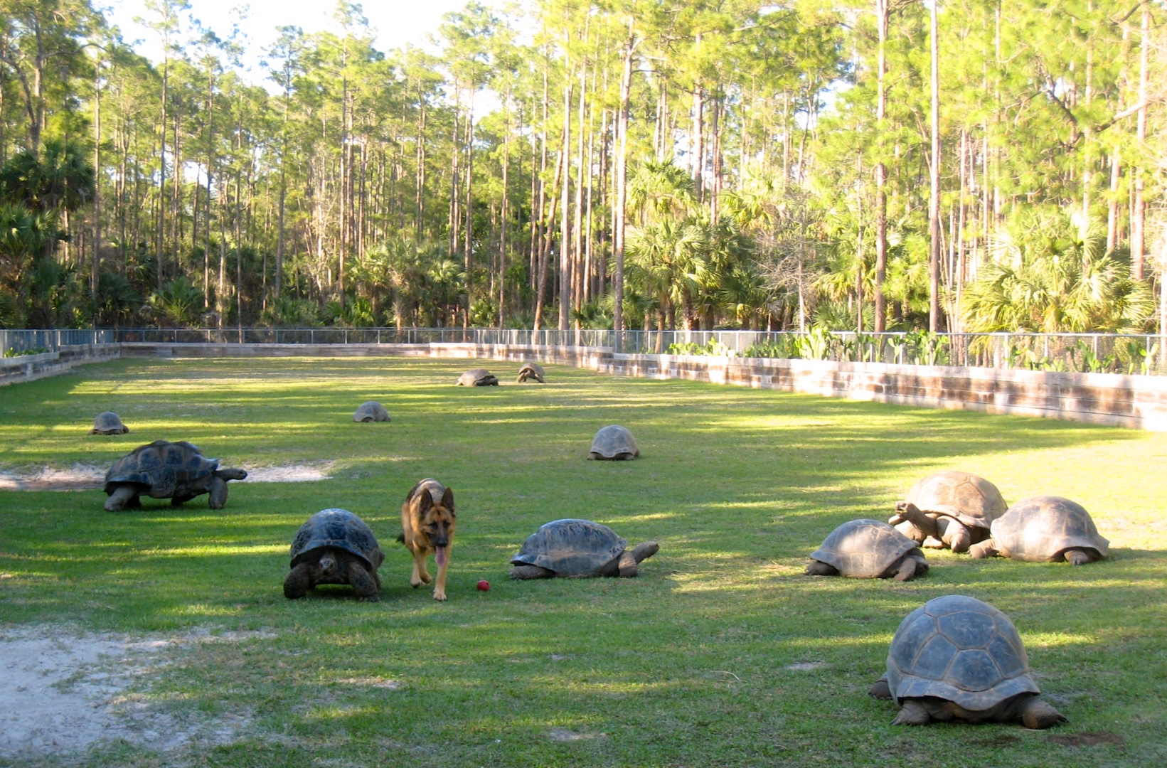 Aldabra Breeders