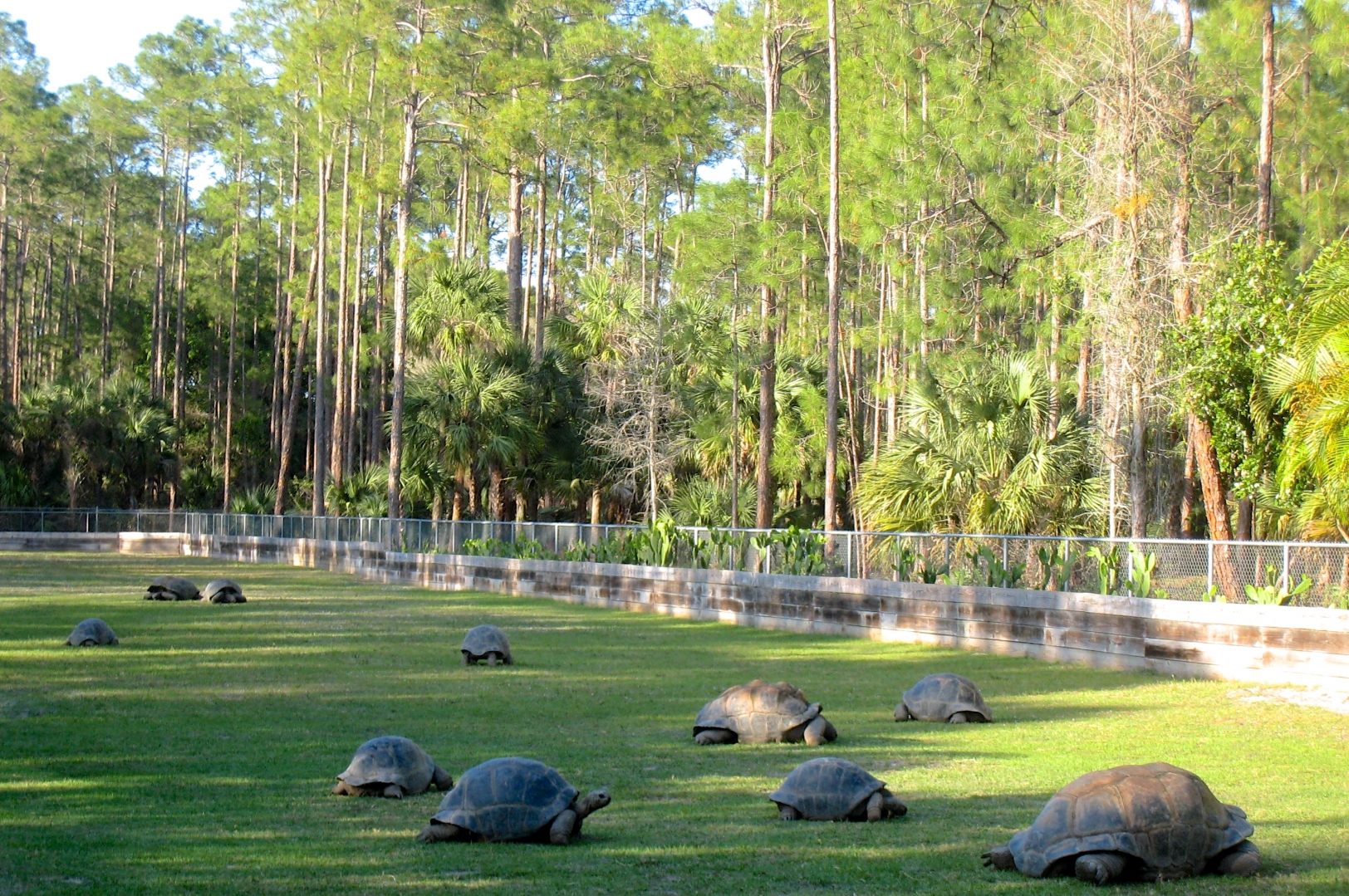 Aldabra Breeders
