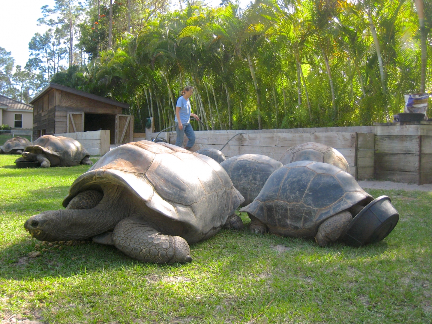 Aldabra Breeders