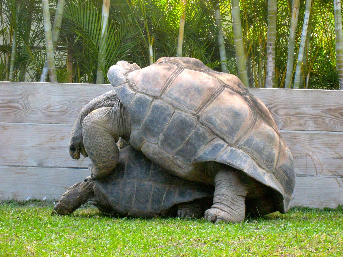 Aldabra Breeders