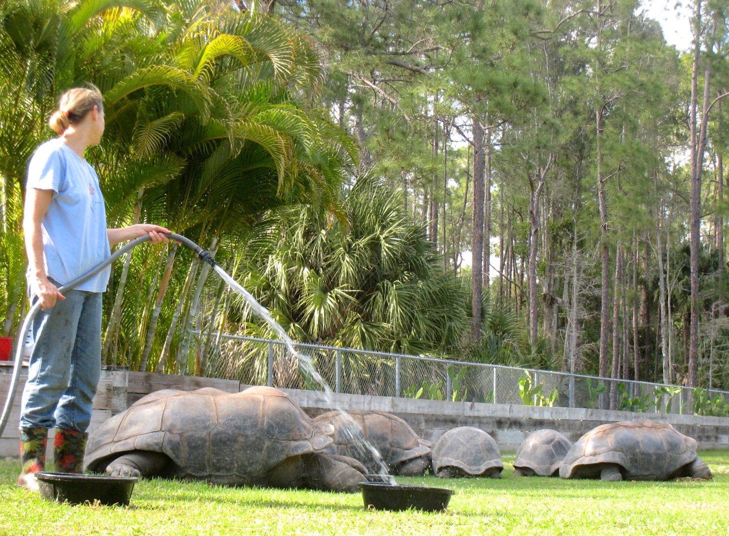 Aldabra Breeders