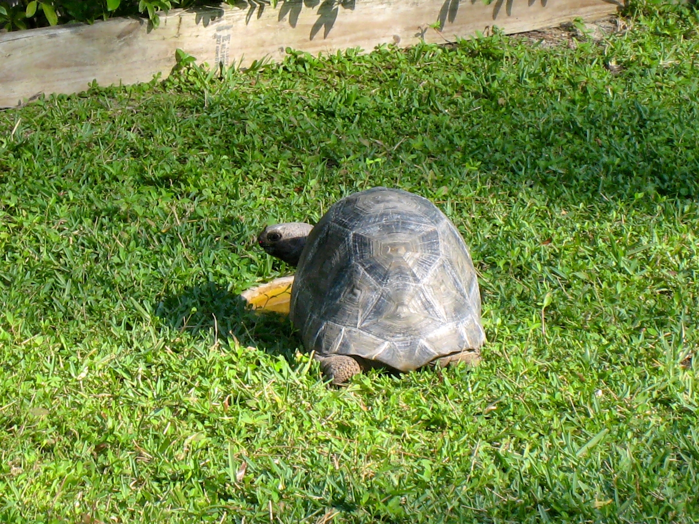 Aldabra Breeders