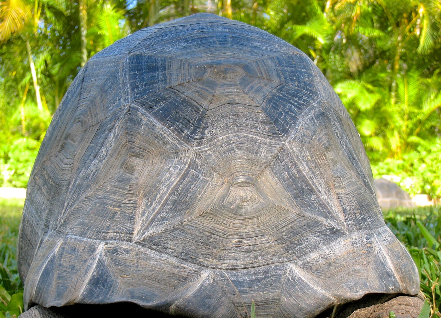 Aldabra Breeders