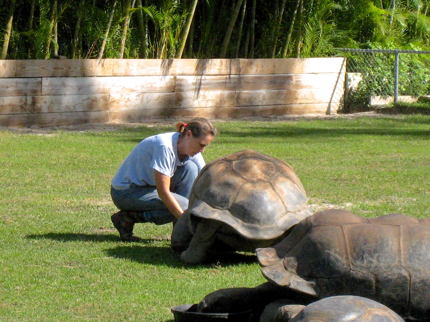 Aldabra Breeders