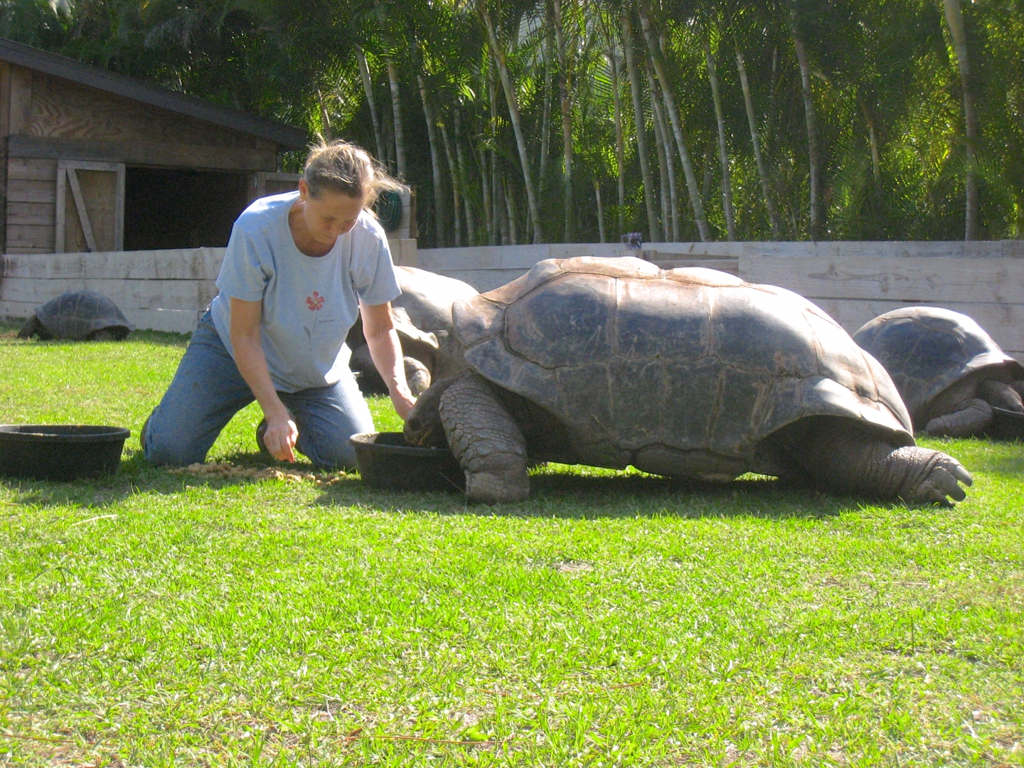 Aldabra Breeders
