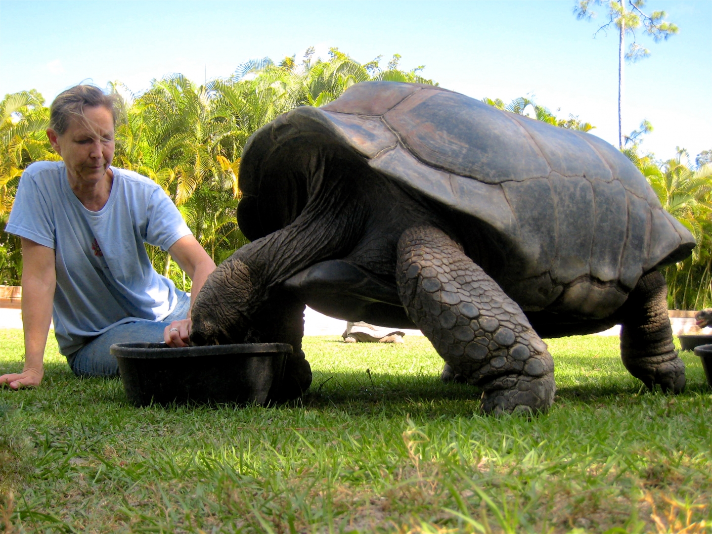 Aldabra Breeders