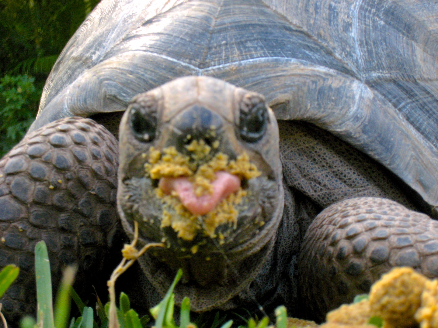 Aldabra Breeders