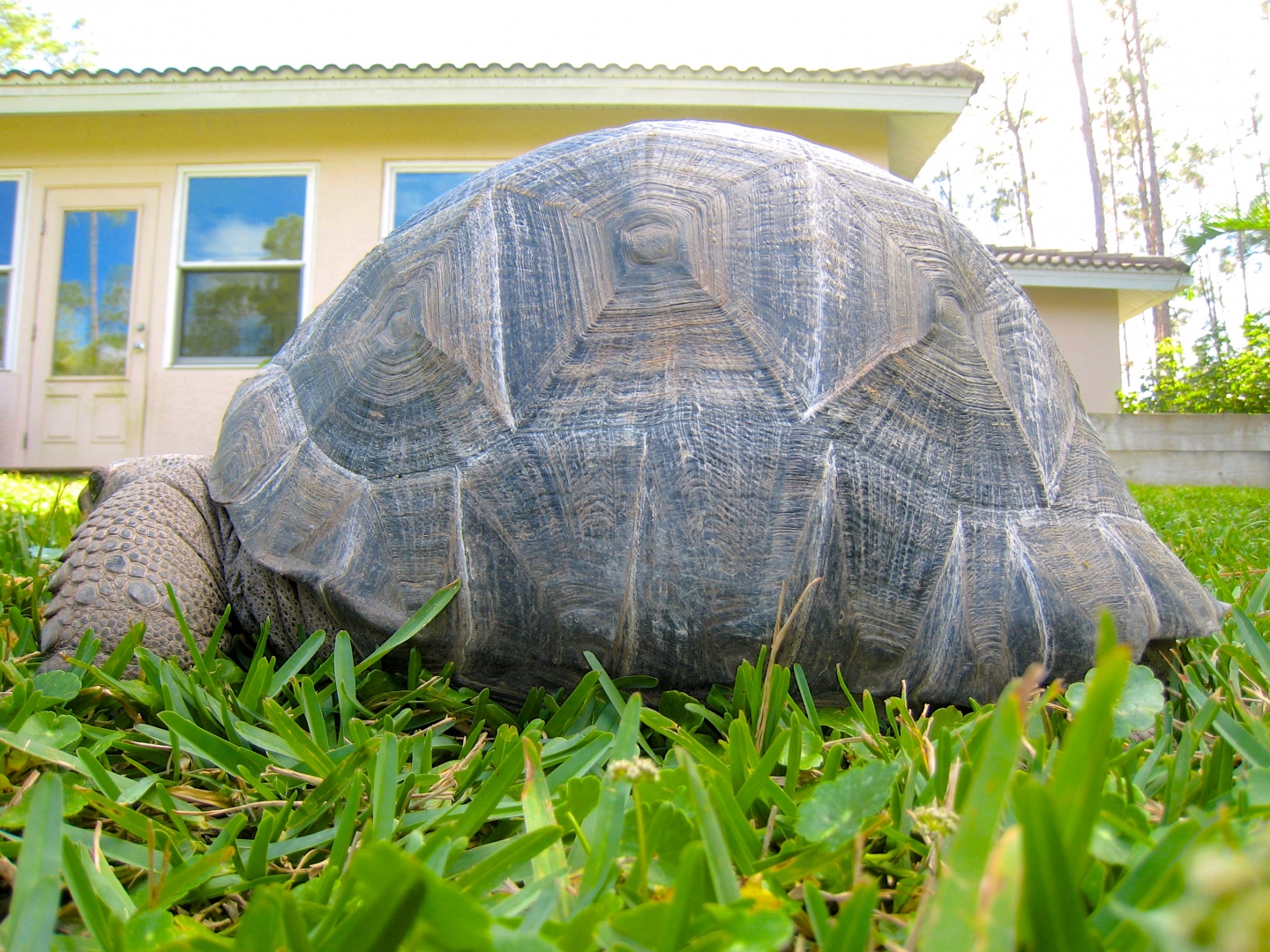 Aldabra Breeders