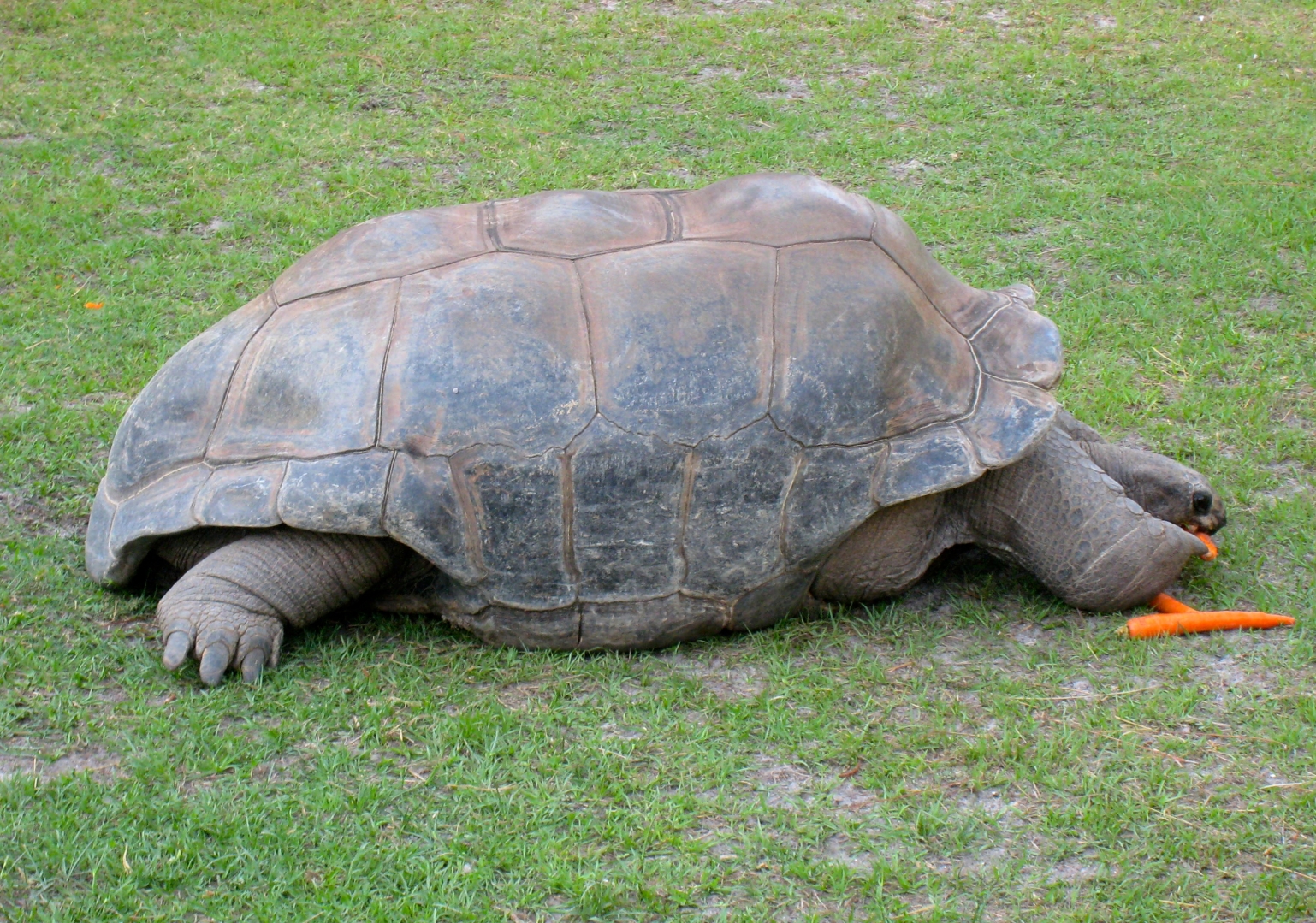 Aldabra Breeders