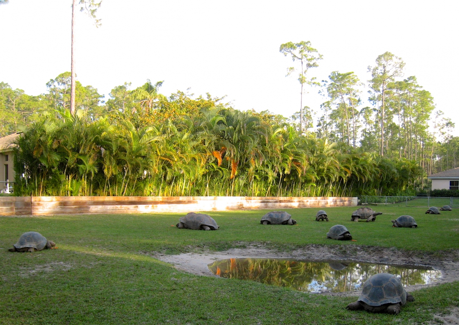 Aldabra Breeders