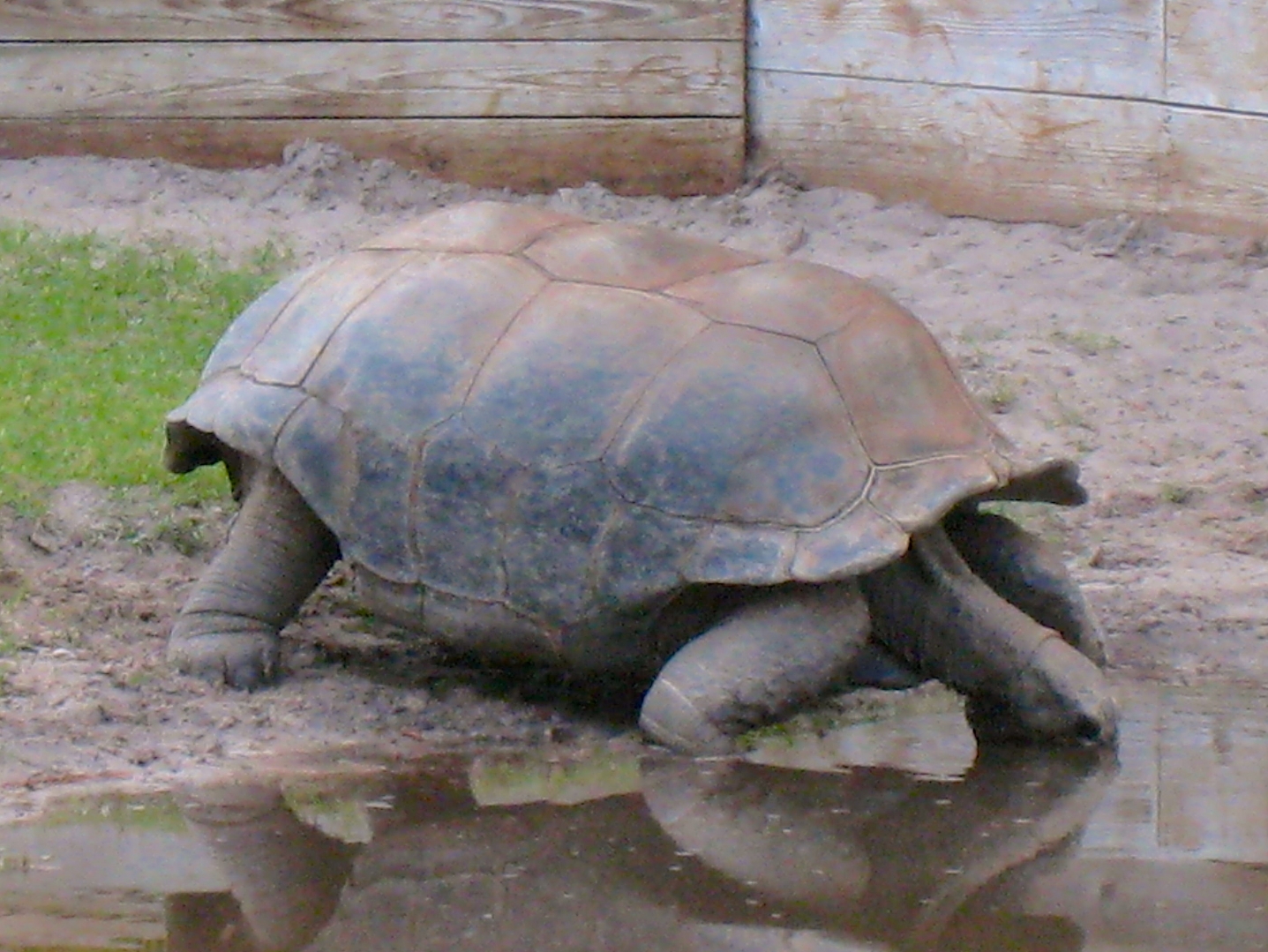 Aldabra Breeders