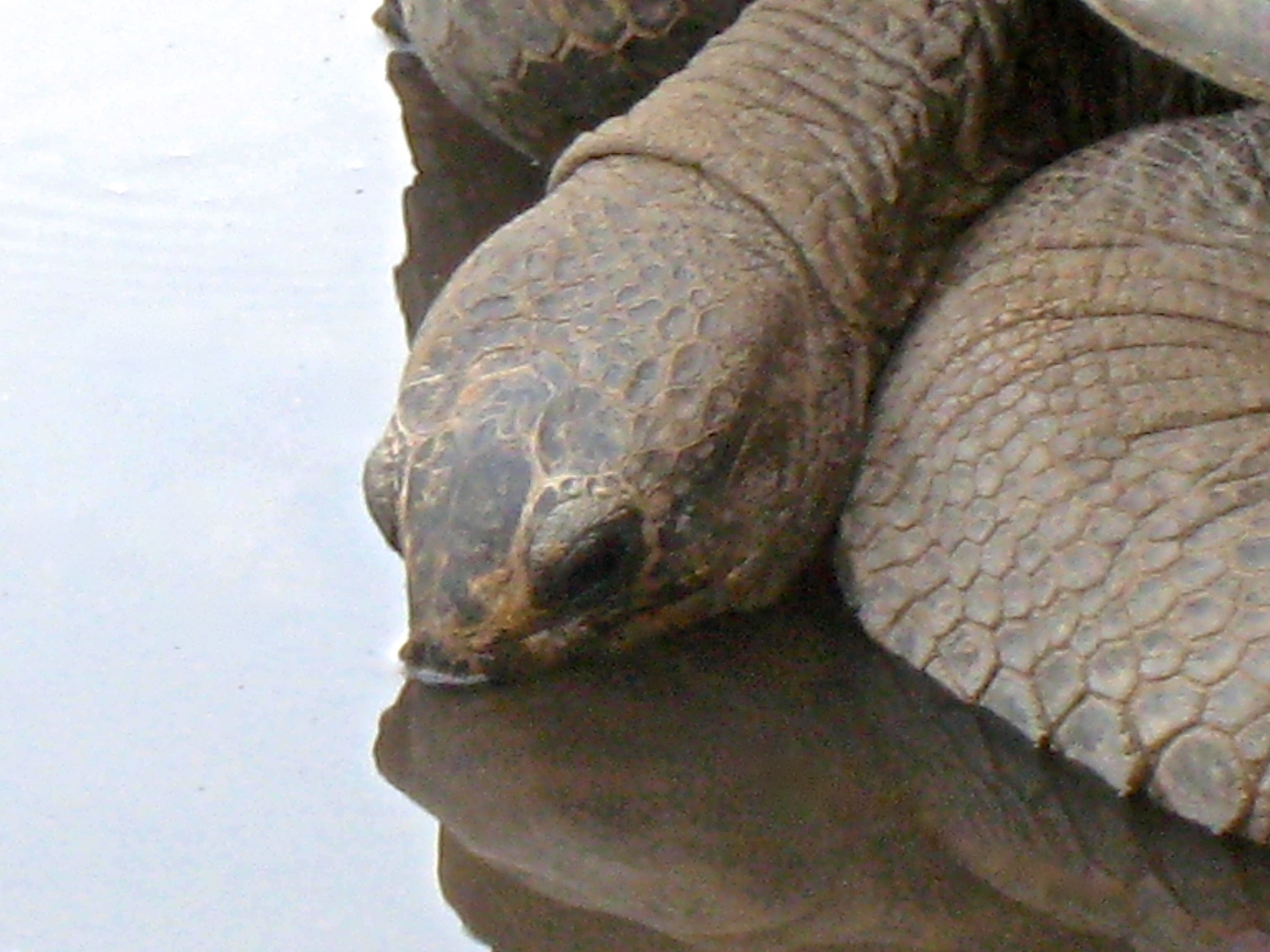 Aldabra Breeders