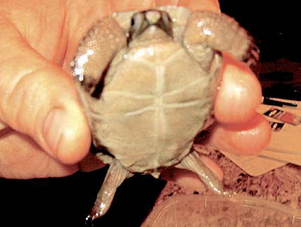 Aldabra Breeders