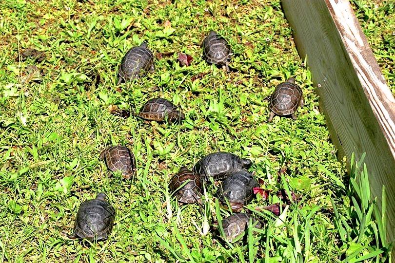 Aldabra Breeders