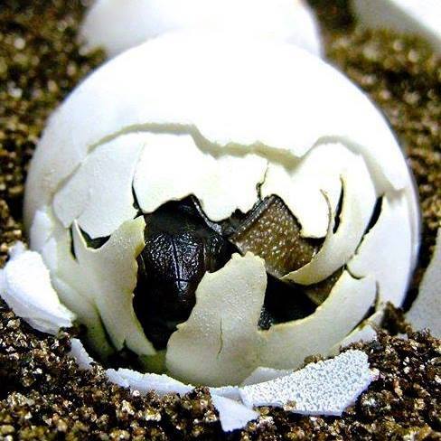 Aldabra Breeders