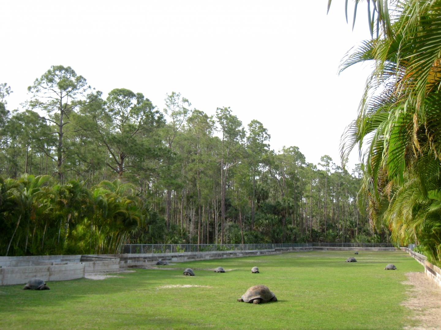 Aldabra Breeders