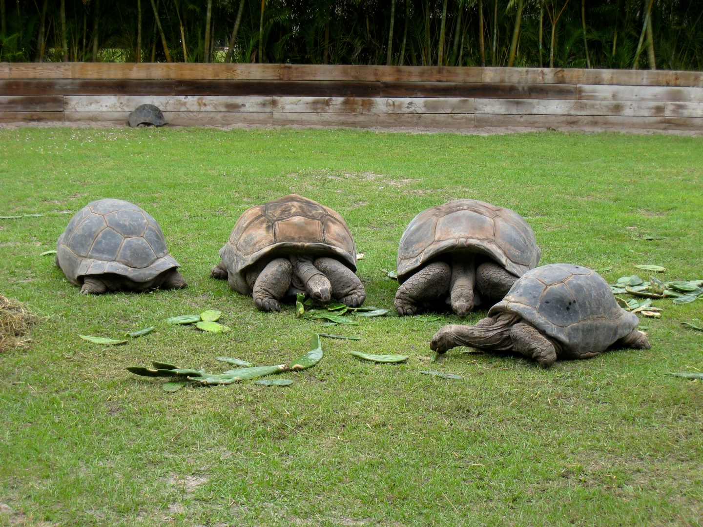 Aldabra Breeders