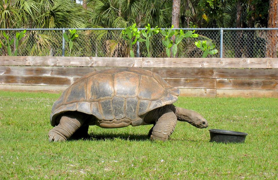 Aldabra Breeders