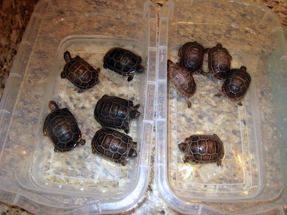 Aldabra Breeders