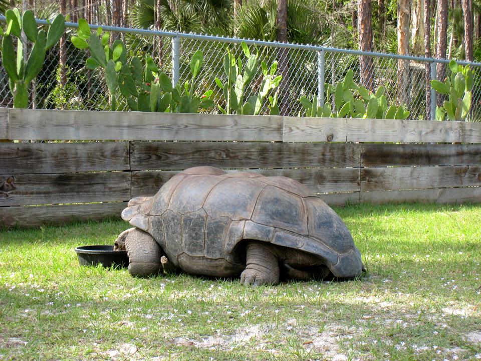 Aldabra Breeders