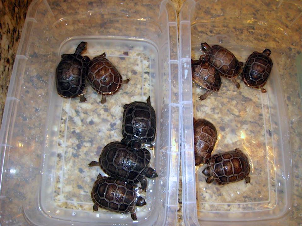 Aldabra Breeders