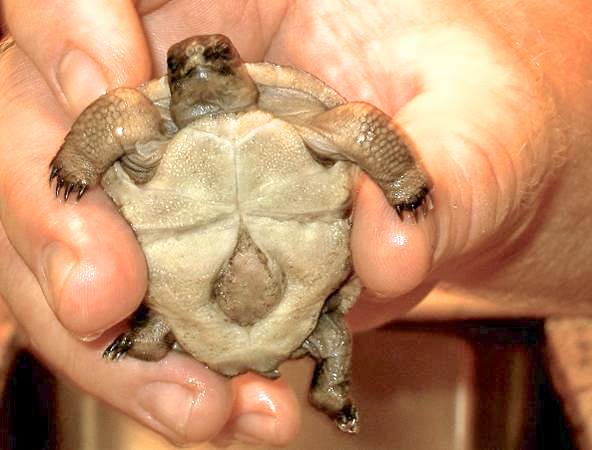Aldabra Breeders