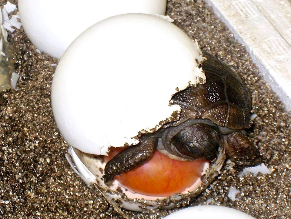 Aldabra Breeders