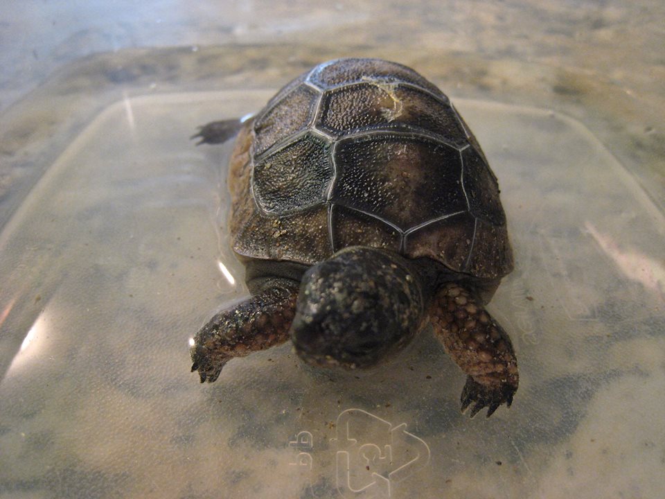 Aldabra Breeders