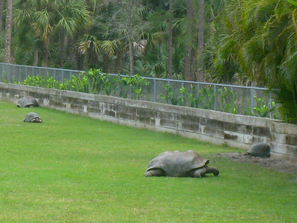 Aldabra Breeders