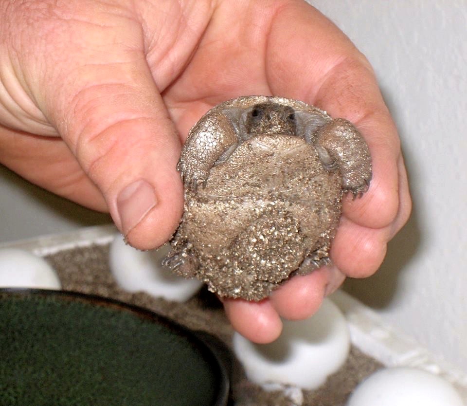 Aldabra Breeders
