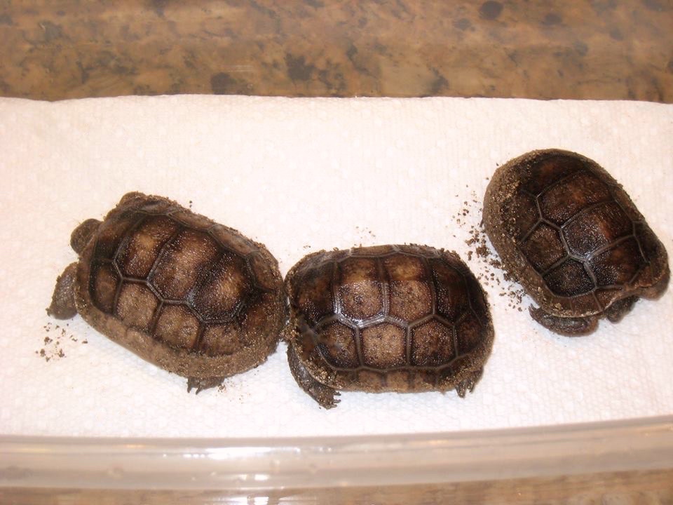Aldabra Breeders