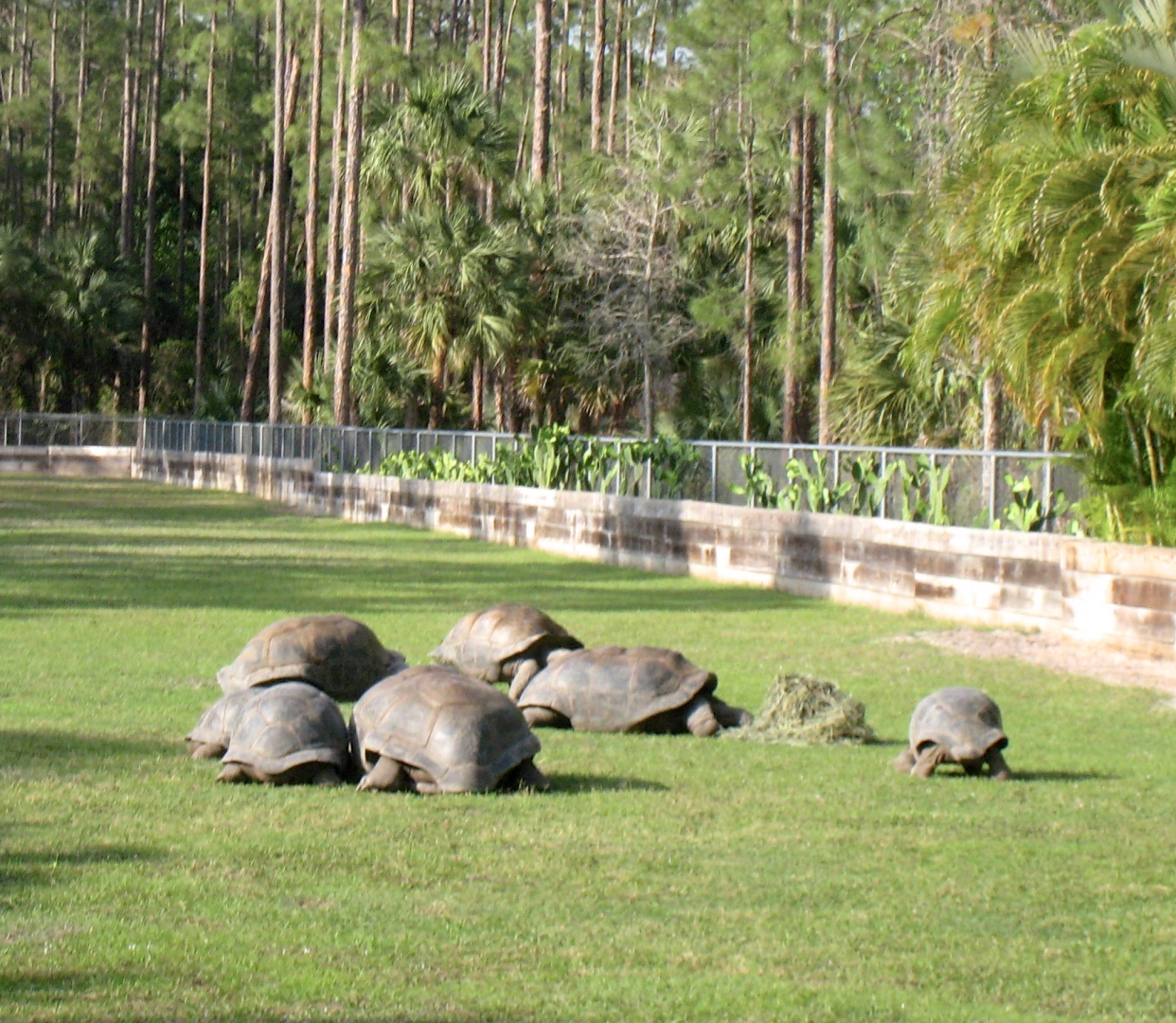 Aldabra Breeders