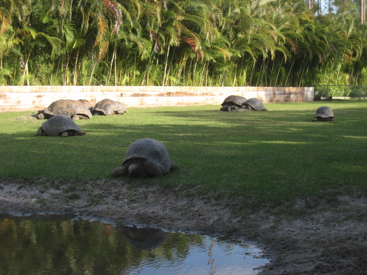 Aldabra Breeders