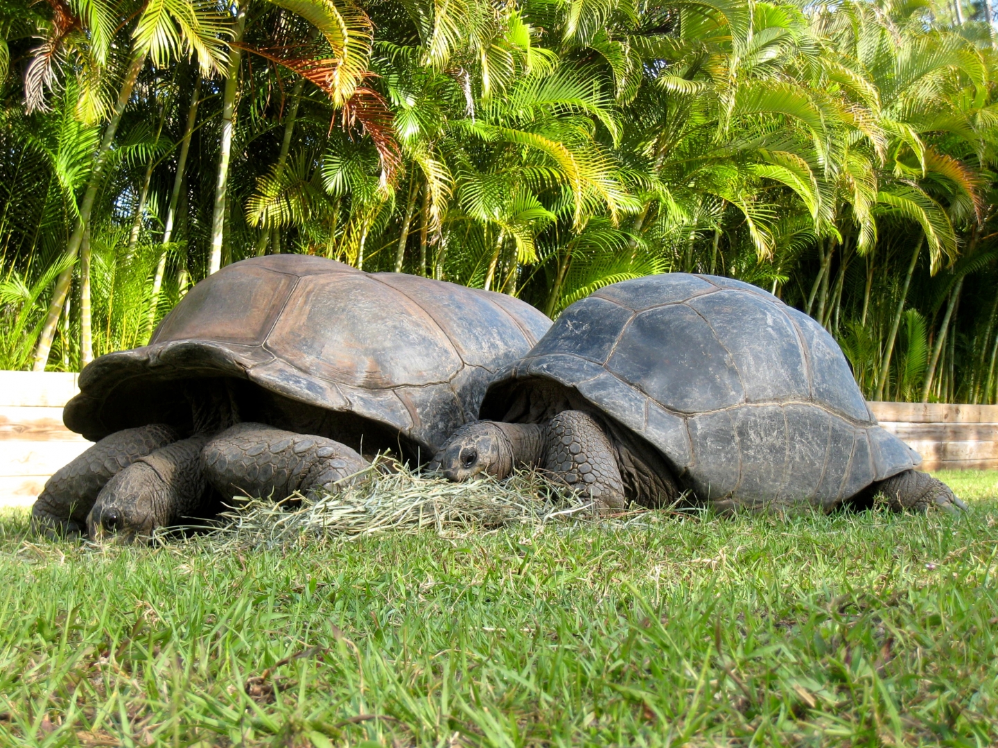 Aldabra Breeders