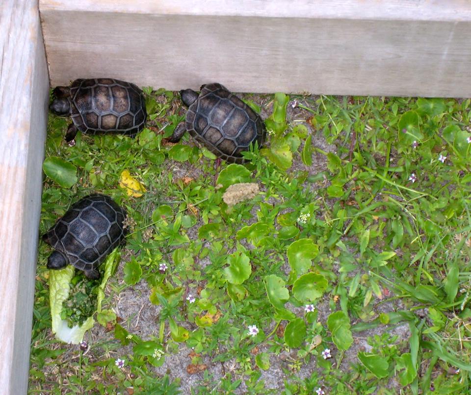 Aldabra Breeders