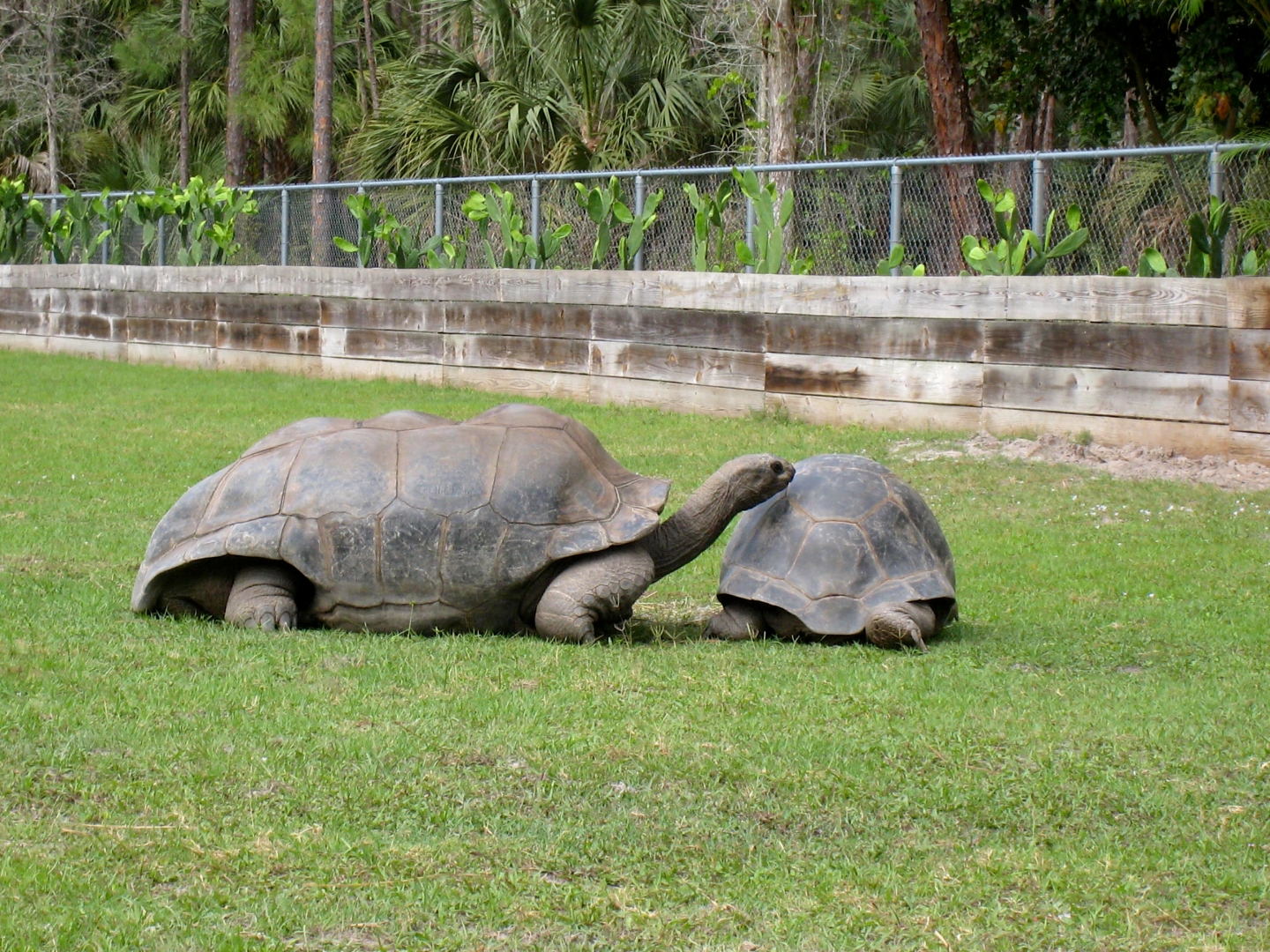 Aldabra Breeders