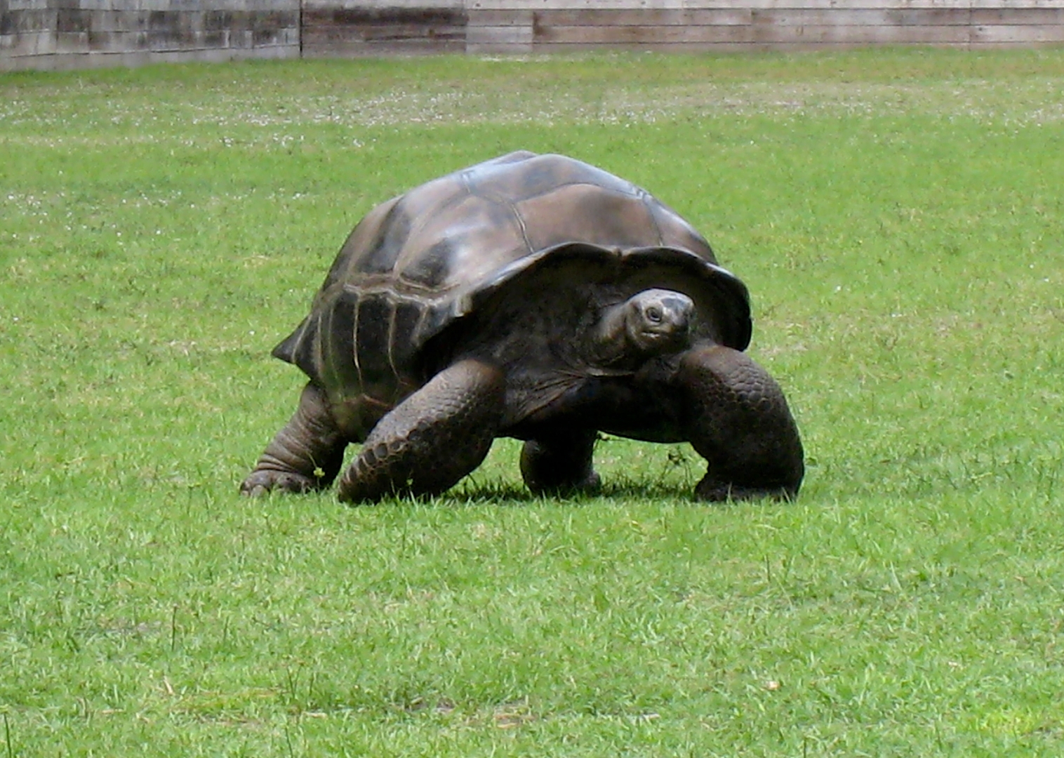 Aldabra Breeders