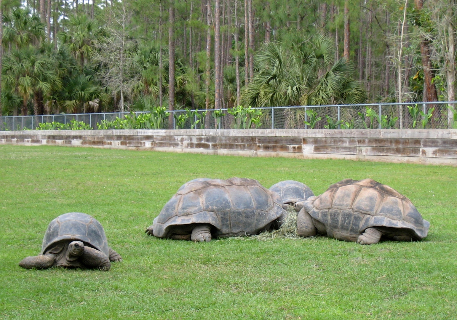 Aldabra Breeders