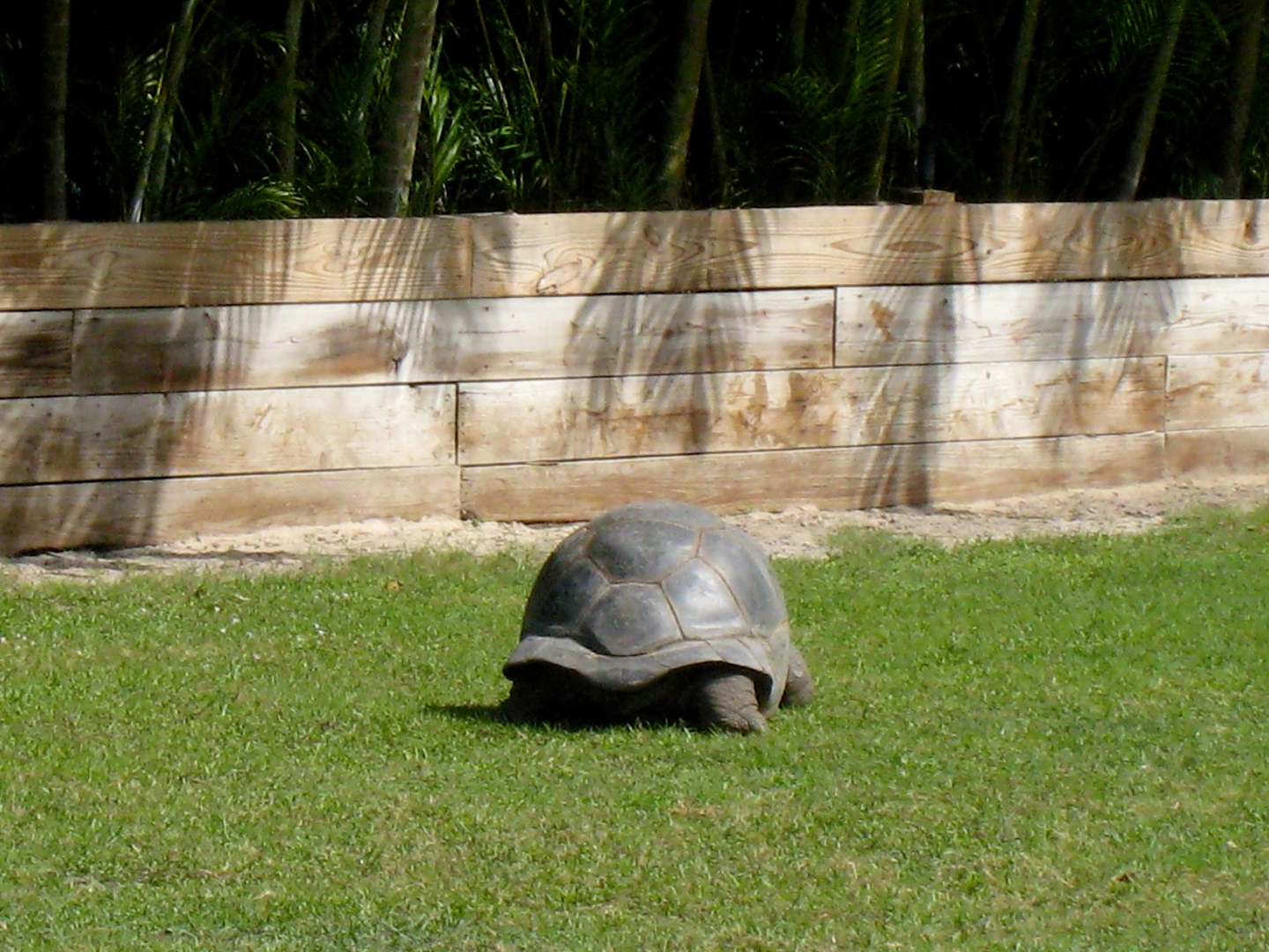 Aldabra Breeders