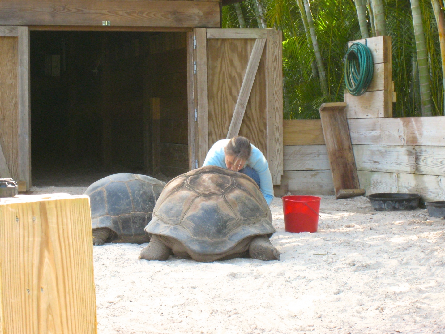 Aldabra Breeders